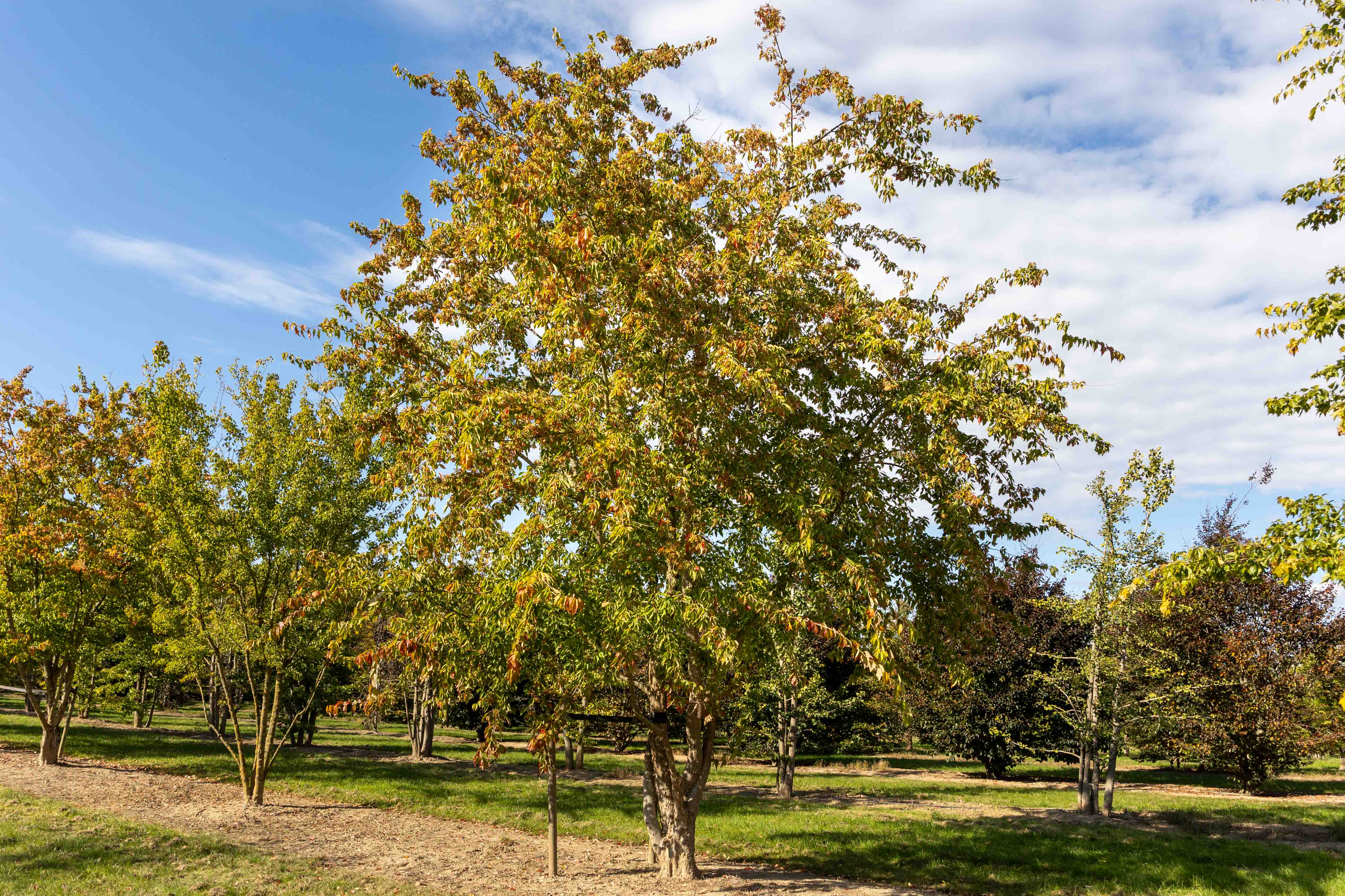 Großer Baum mit beginnender Herbstfärbung