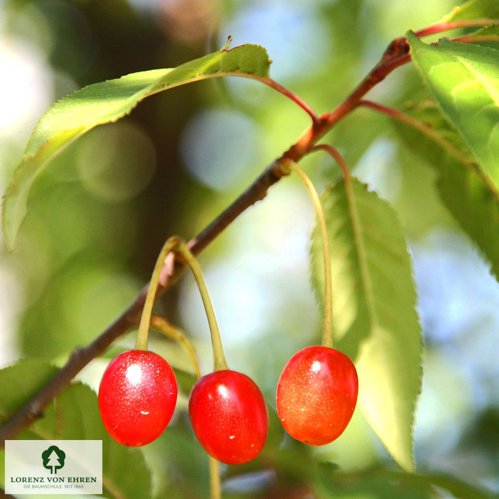 Prunus serrula