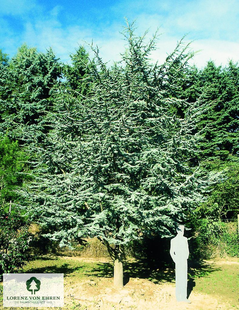 Cedrus atlantica 'Glauca'