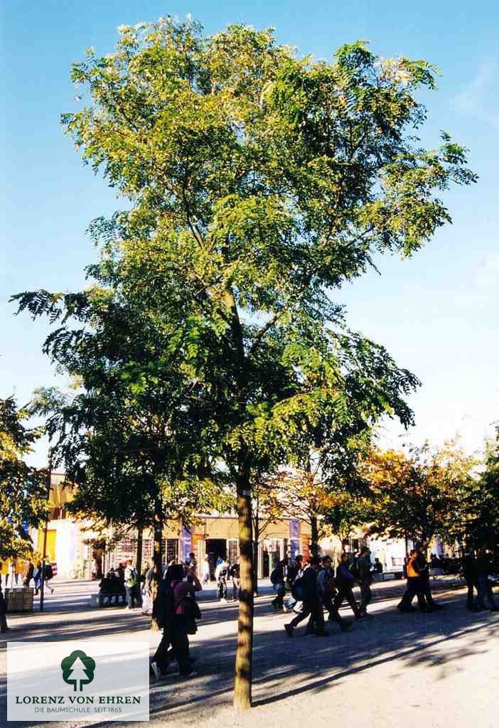 Robinia 'Casque Rouge'