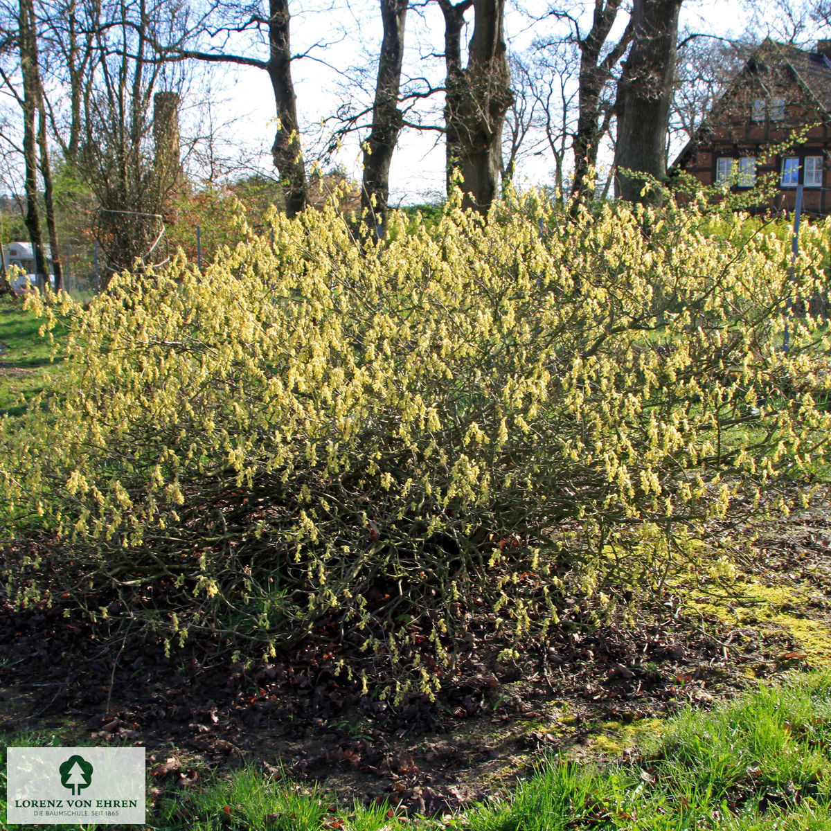 Corylopsis spicata