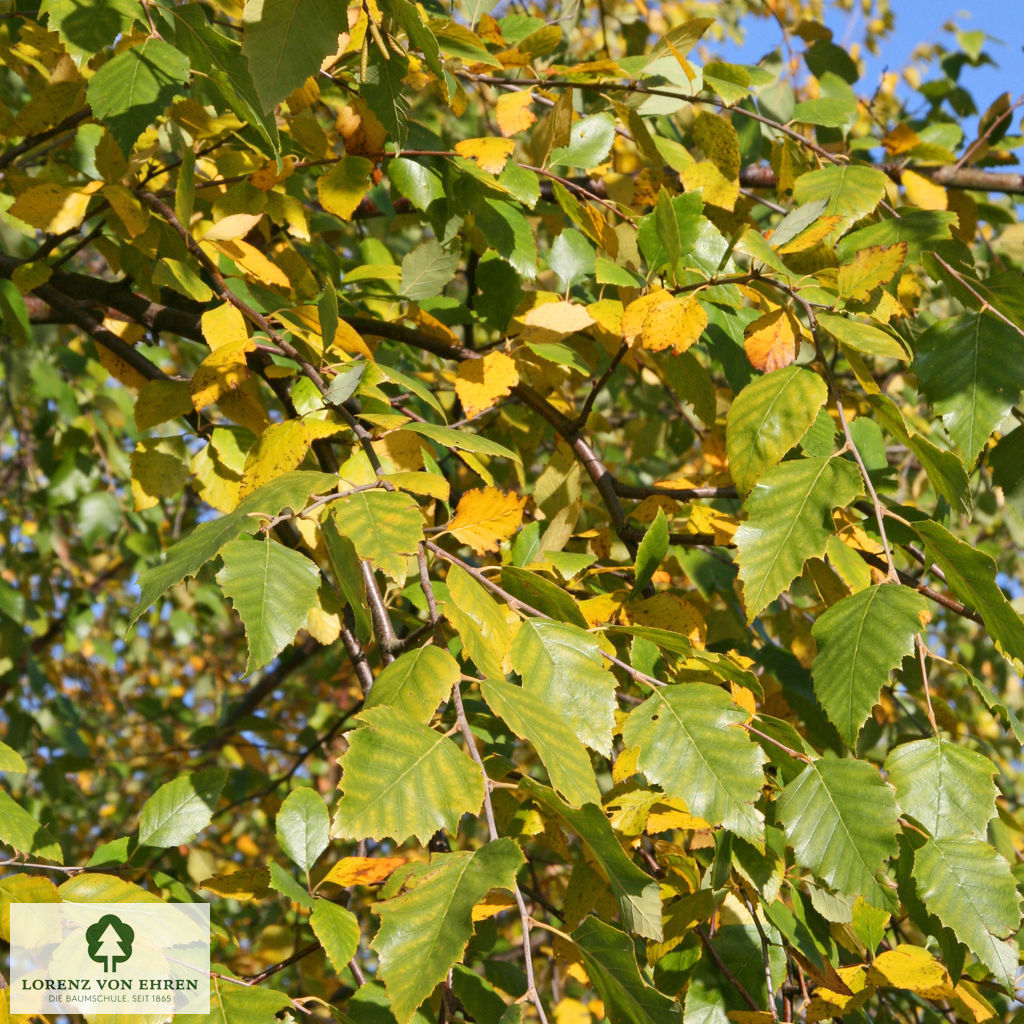 Betula nigra