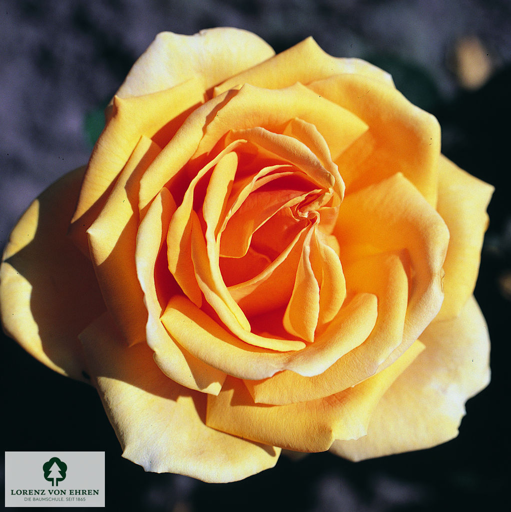 Rosa 'Valencia'