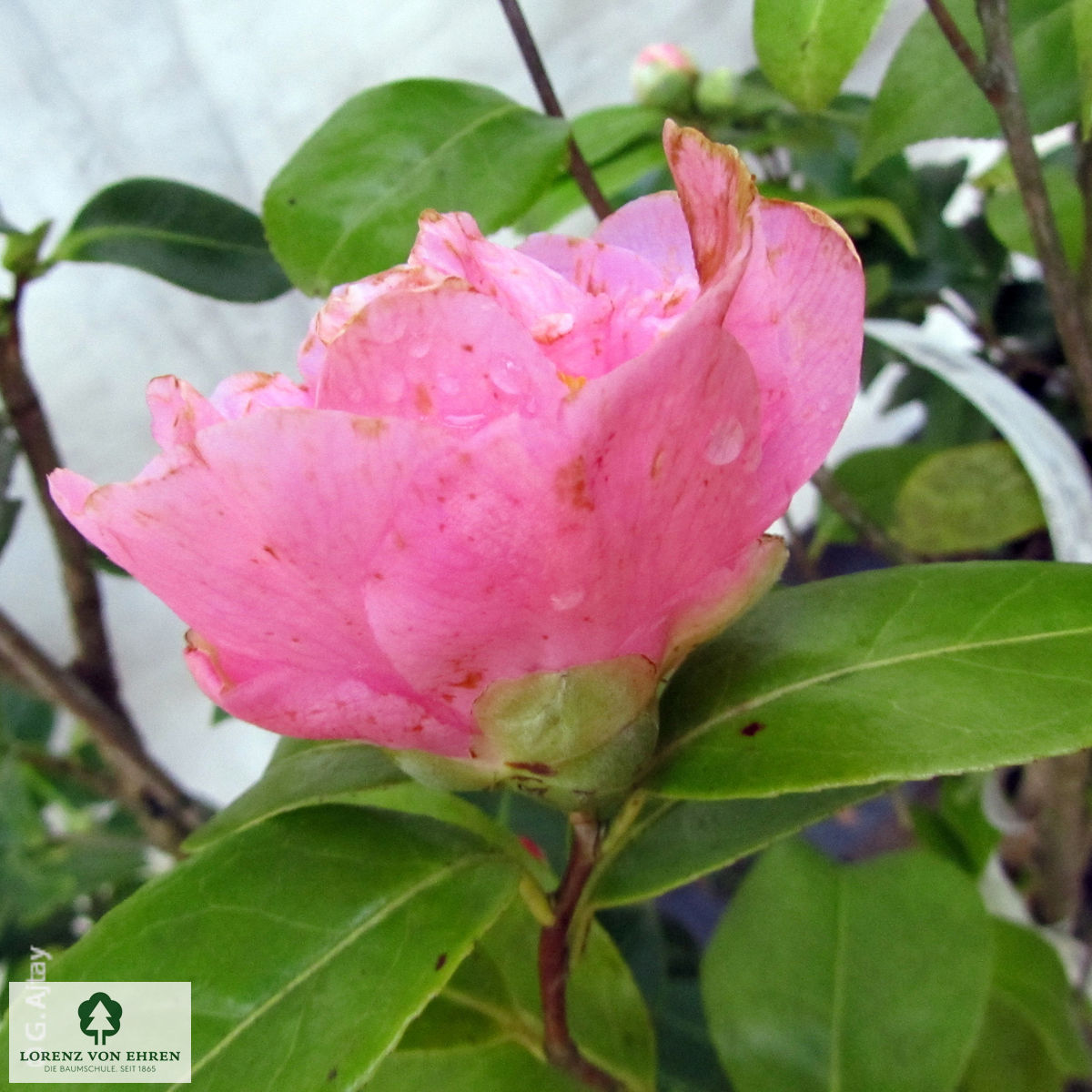 Camellia japonica 'Lachs'
