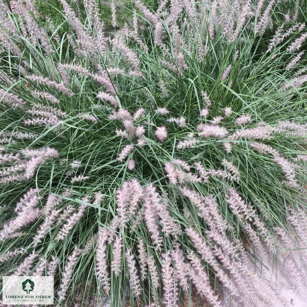 Pennisetum orientale