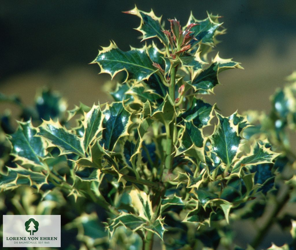 Ilex aquifolium 'Argentea Marginata'