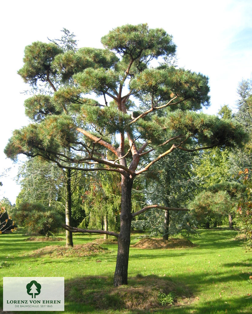 Pinus sylvestris