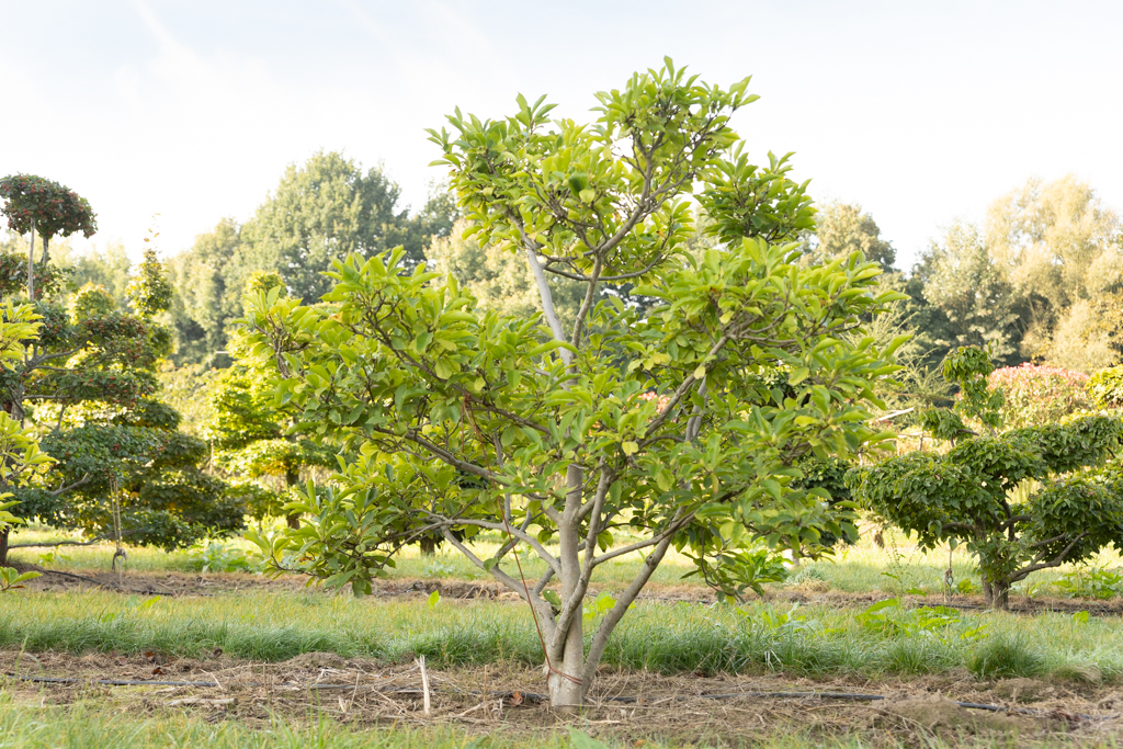 Magnolia soulangeana Bonsai