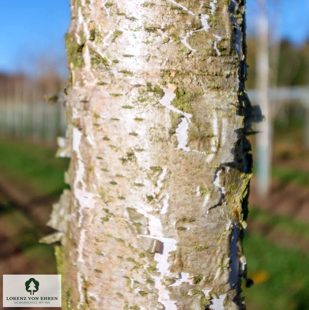 Betula pubescens