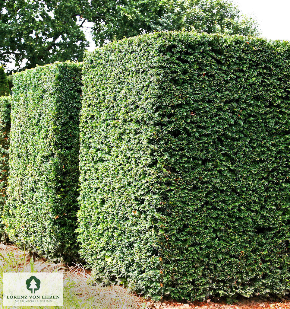 Taxus baccata