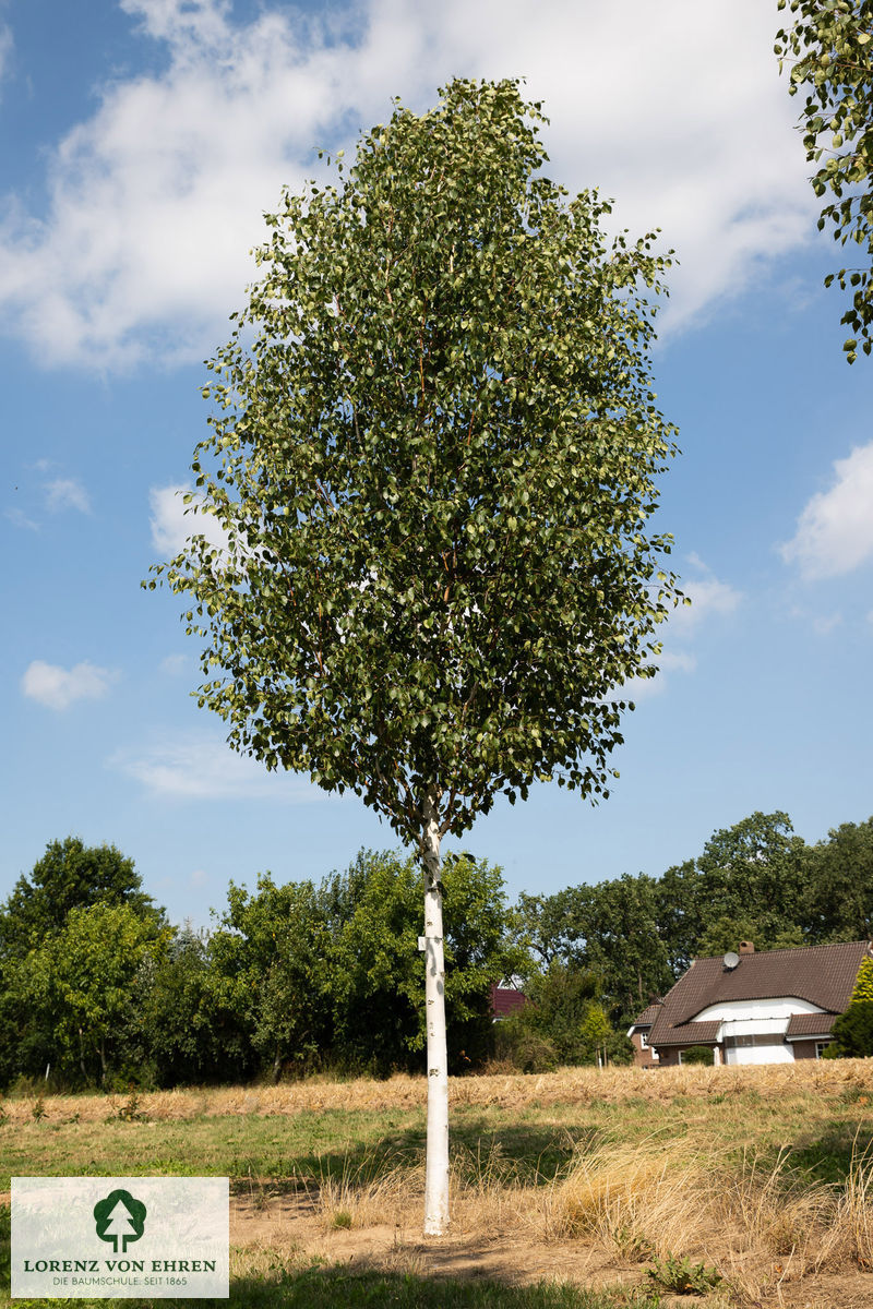 Betula jacquemontii