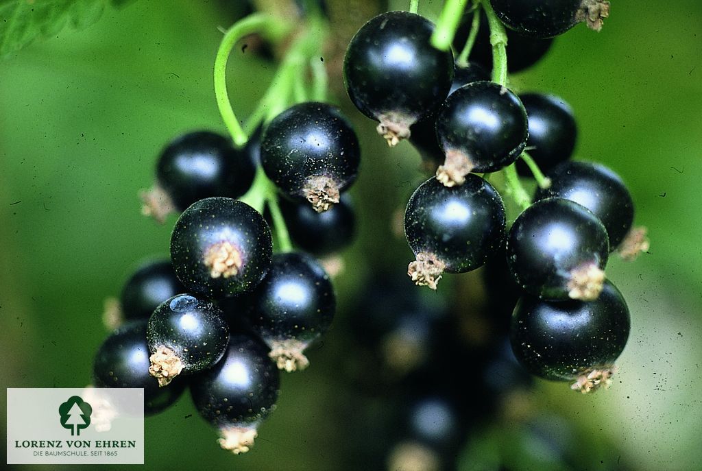 Ribes nigrum 'Hedda'