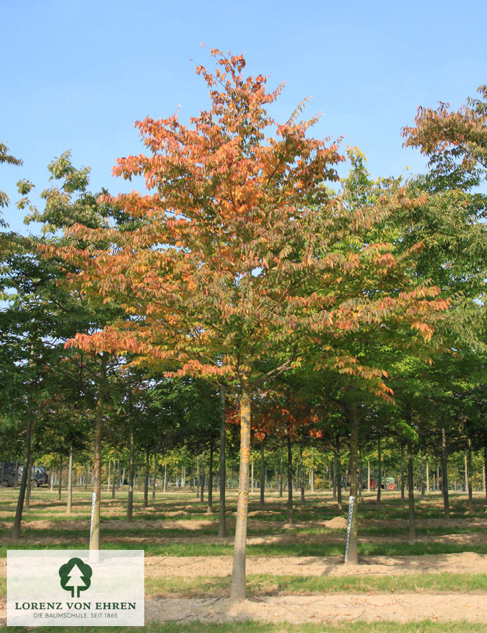 Zelkova serrata