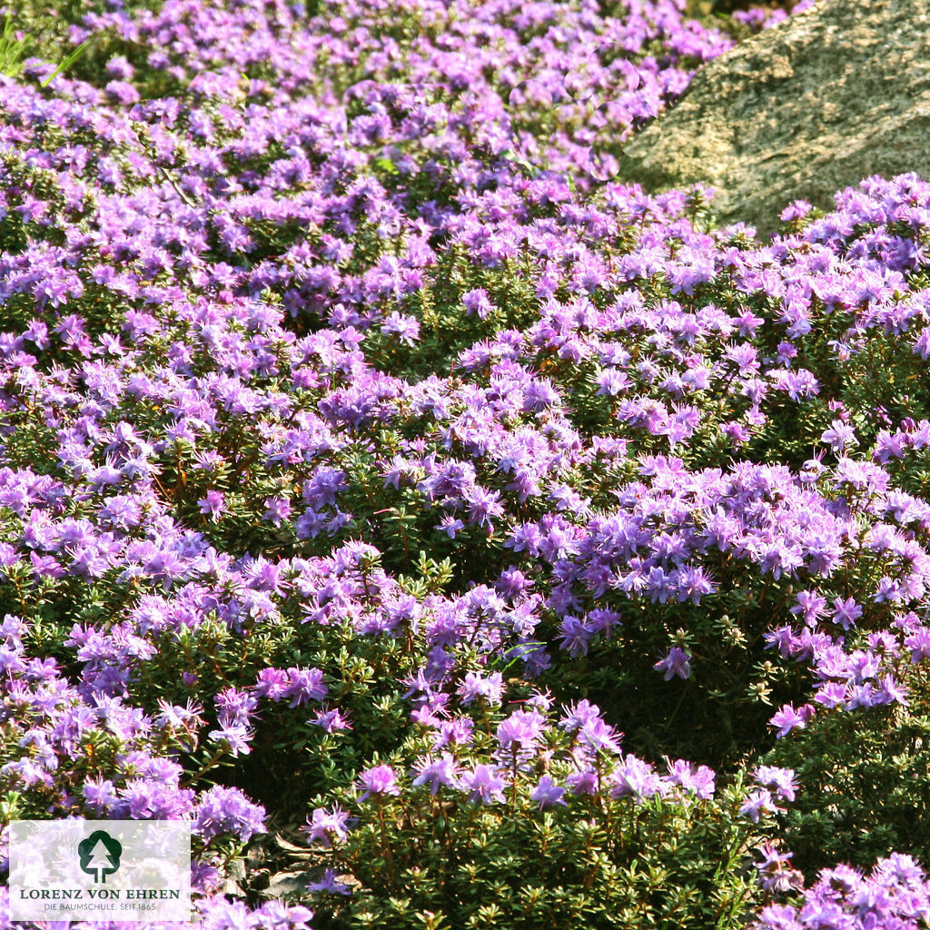 Rhododendron impeditum 'Luisella'