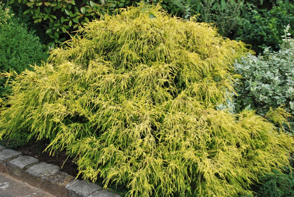 Chamaecyparis pisifera Filifera Aurea Nana Beispielpflanzung im Beet
