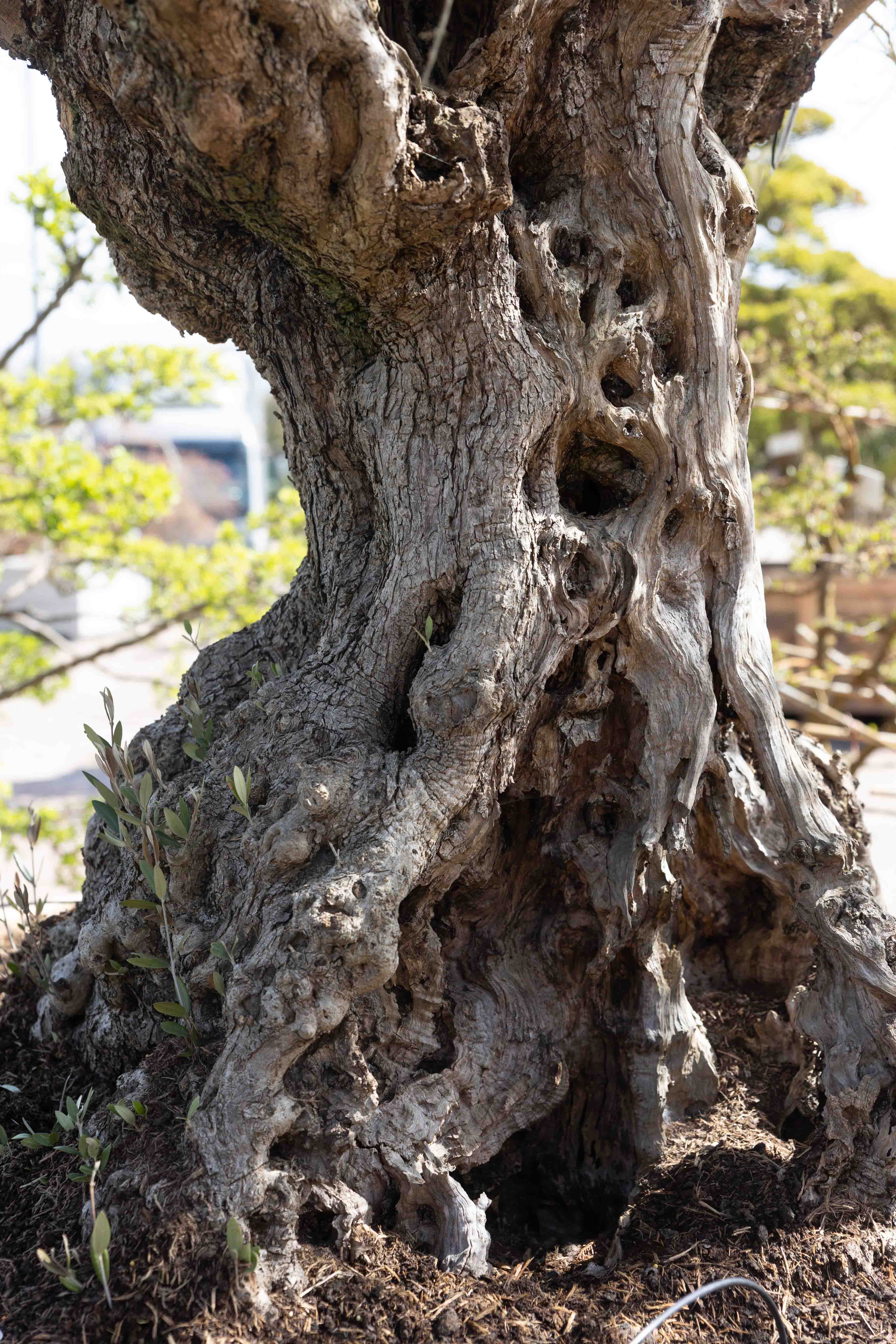 Olea europaea Unikat