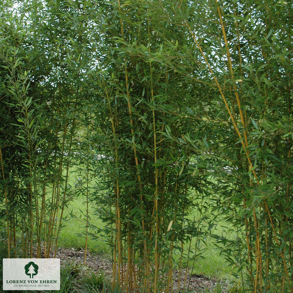 Phyllostachys aureosulcata 'Spectabilis'