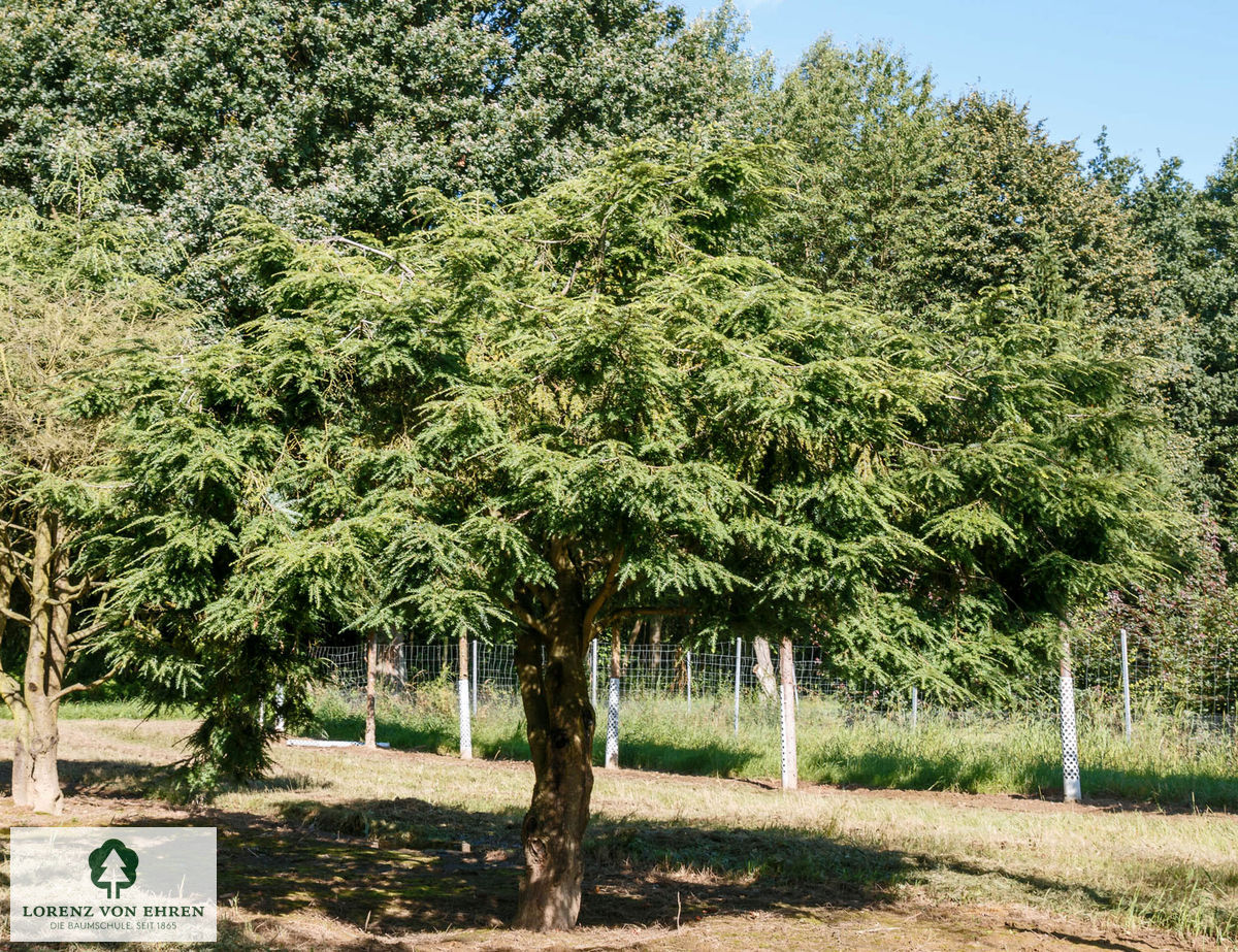 Tsuga canadensis