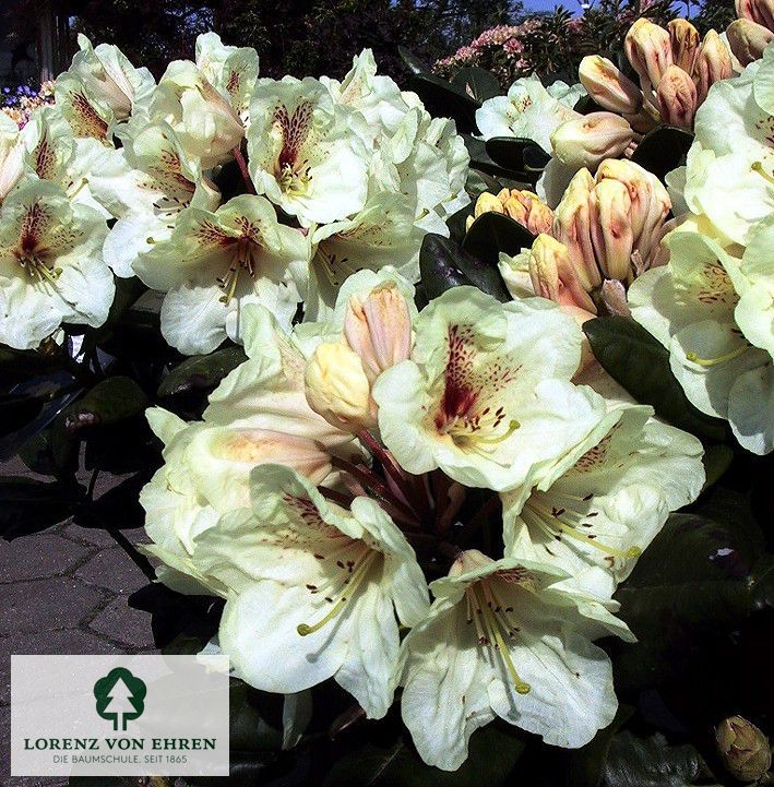 Rhododendron Hybride 'Goldbukett'