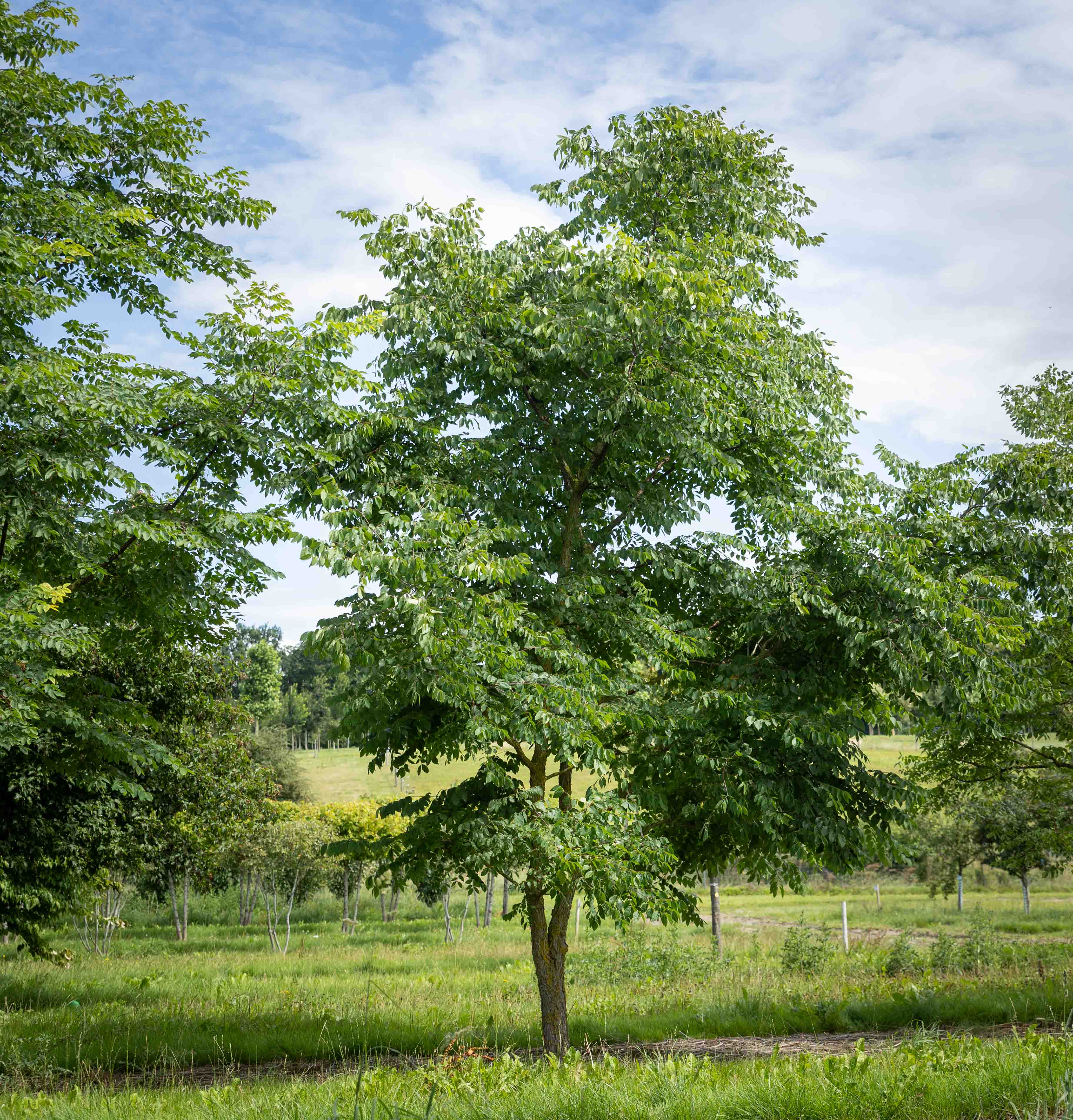 Ein hoher Baum mit dichter, grüner Krone steht auf einer Wiese unter einem blauen Himmel.