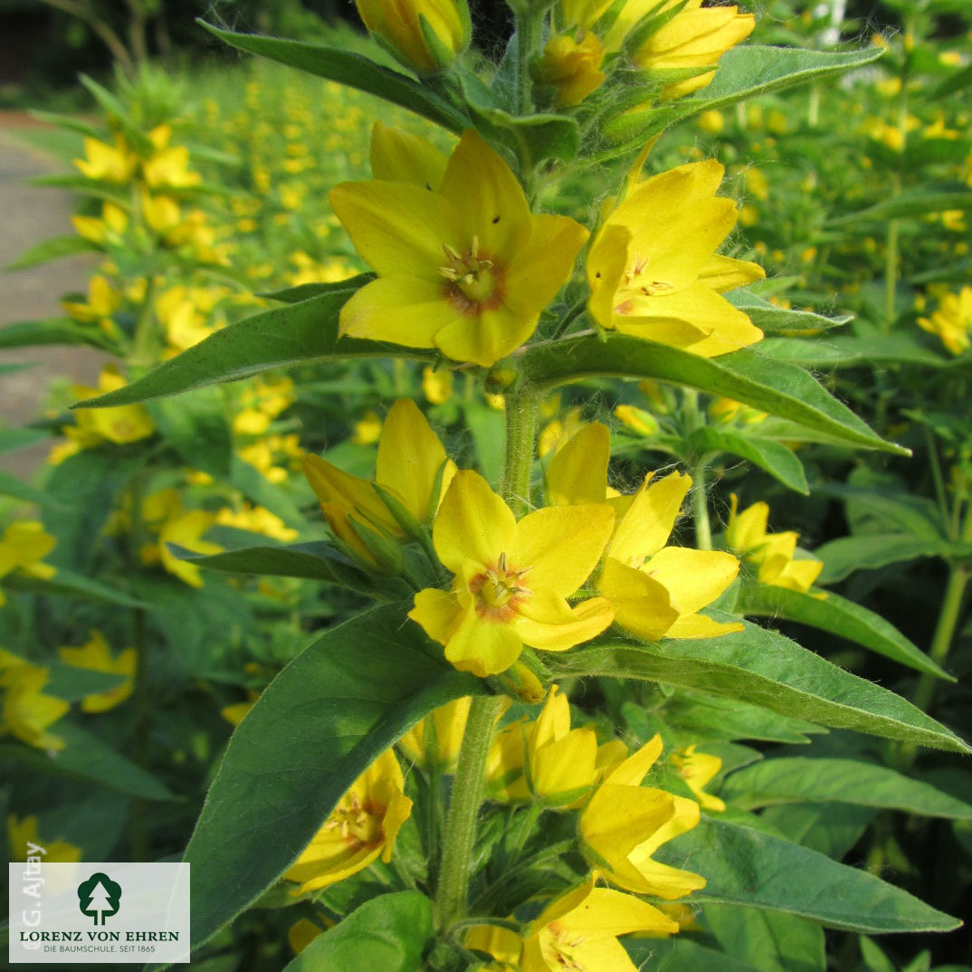 Lysimachia punctata