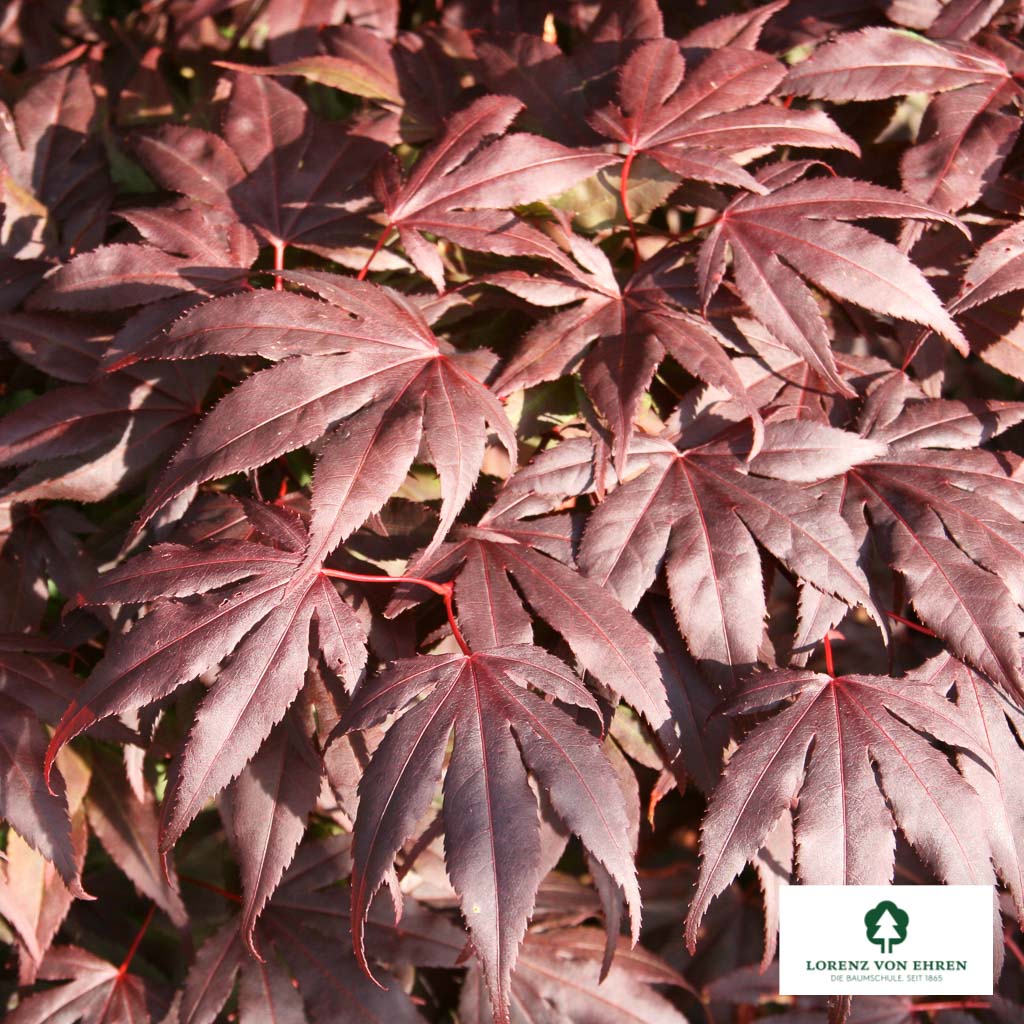 Acer palmatum 'Atropurpureum'