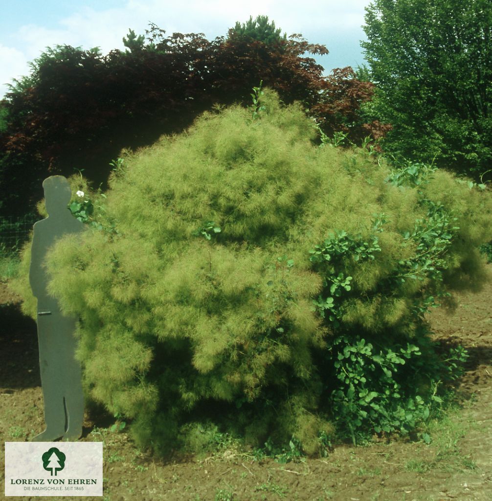 Cotinus coggygria