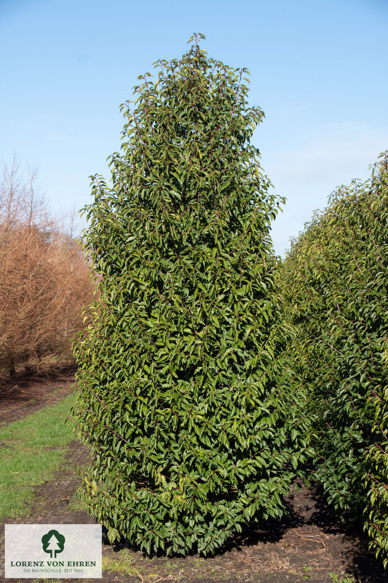 Prunus lusitanica 'Angustifolia'