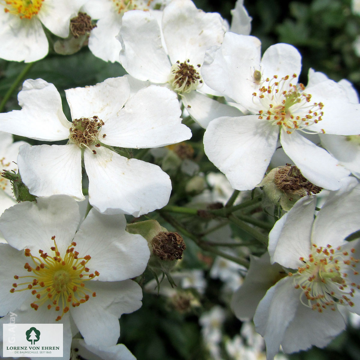Rosa multiflora
