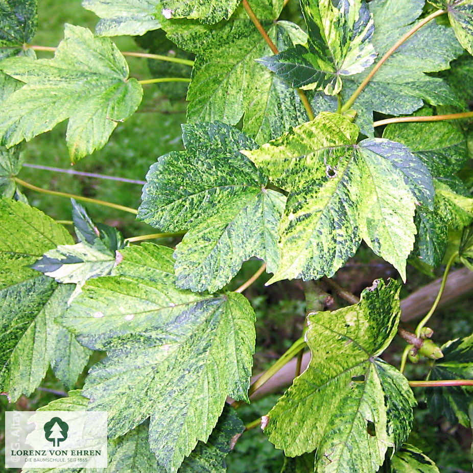 Acer pseudoplatanus 'Leopoldii'