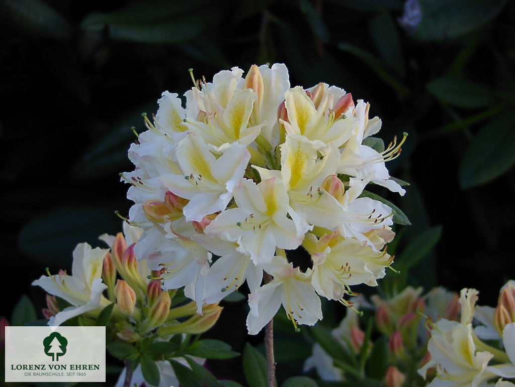 Rhododendron Azalea 'Daviesii'