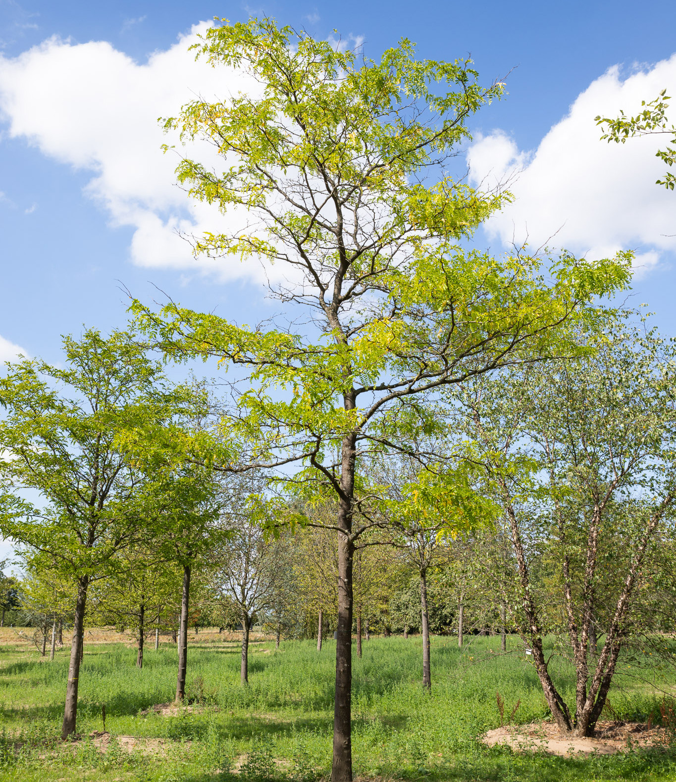Baum mit grünem Blatt