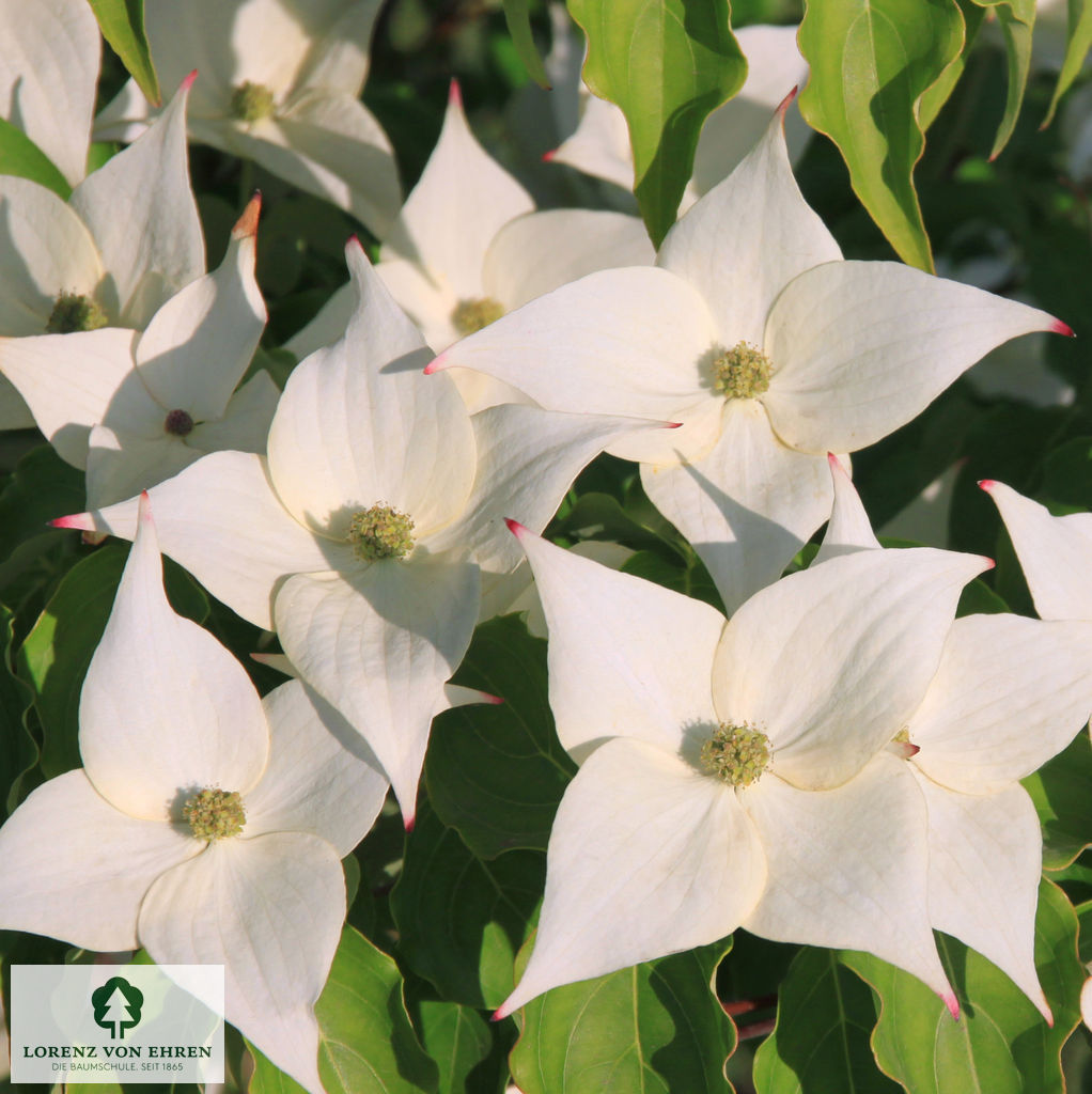 Cornus kousa chinensis