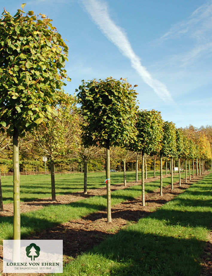 Tilia europaea 'Pallida'