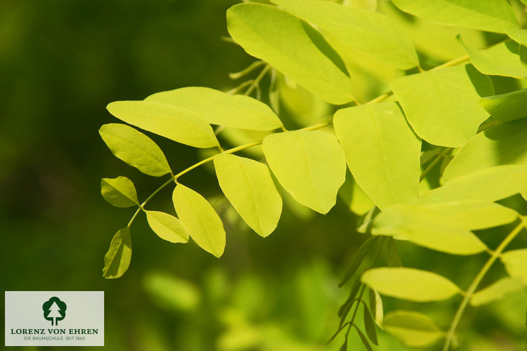 Robinia pseudoacacia 'Frisia'