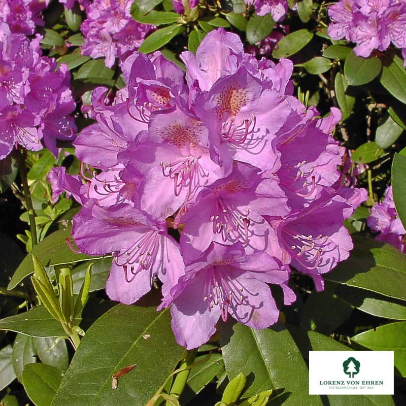 Rhododendron Hybride 'Catawbiense Grandiflorum'