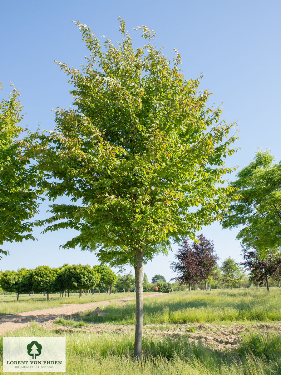 Parrotia persica 'Vanessa'