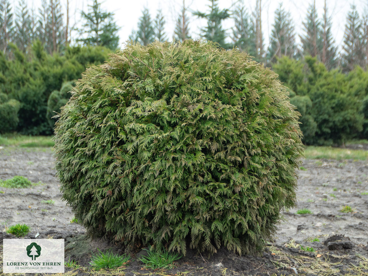 Thuja occidentalis 'Woodwardii'