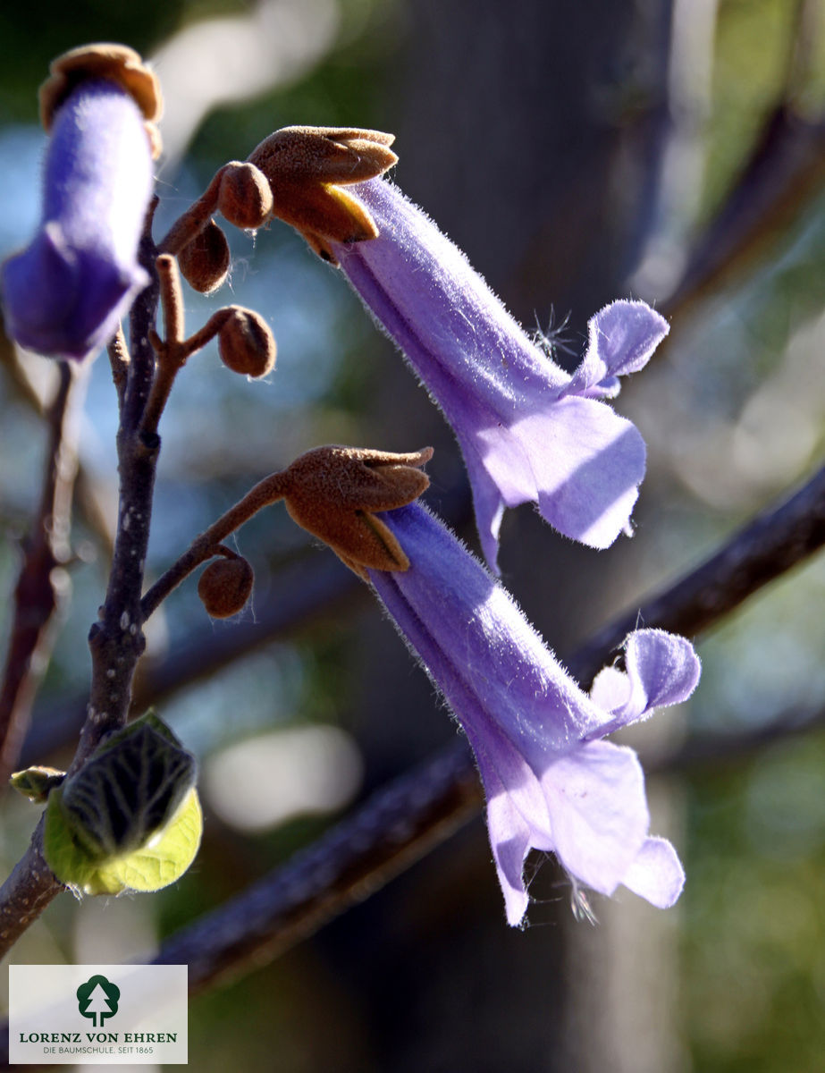 Paulownia tomentosa