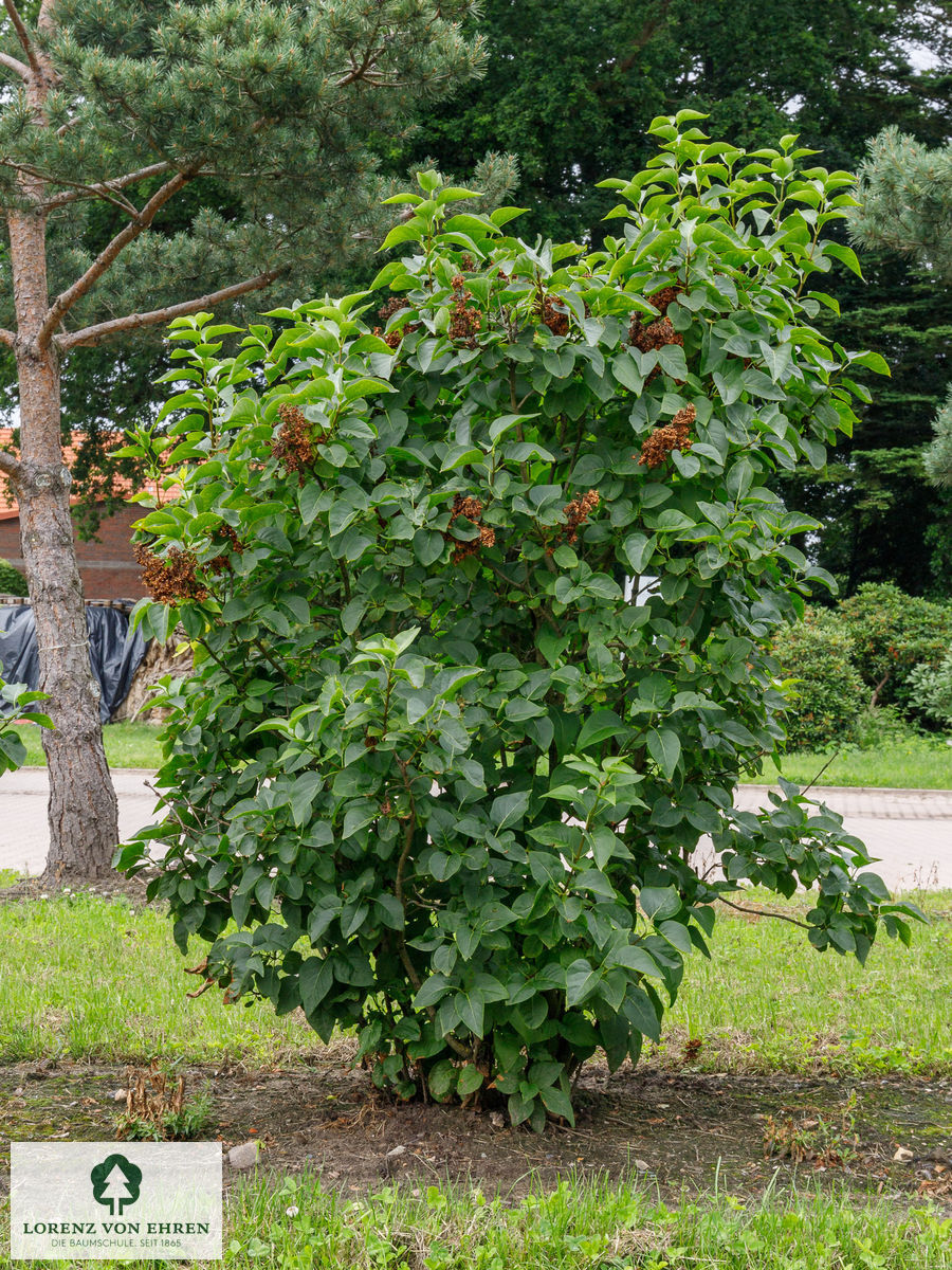 Syringa vulgaris 'Katherine Havemeyer'