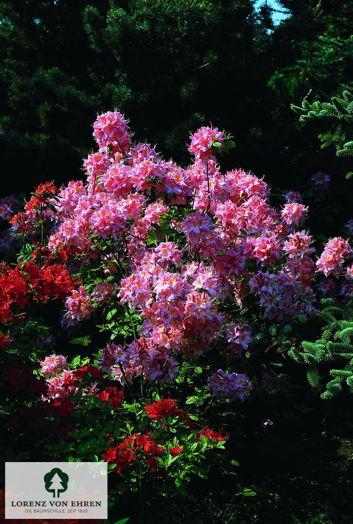 Rhododendron Azalea 'Jolie Madame'