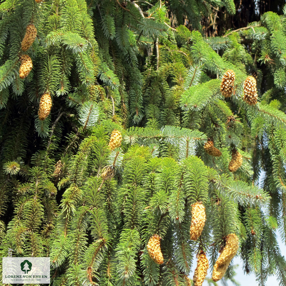 Picea sitchensis