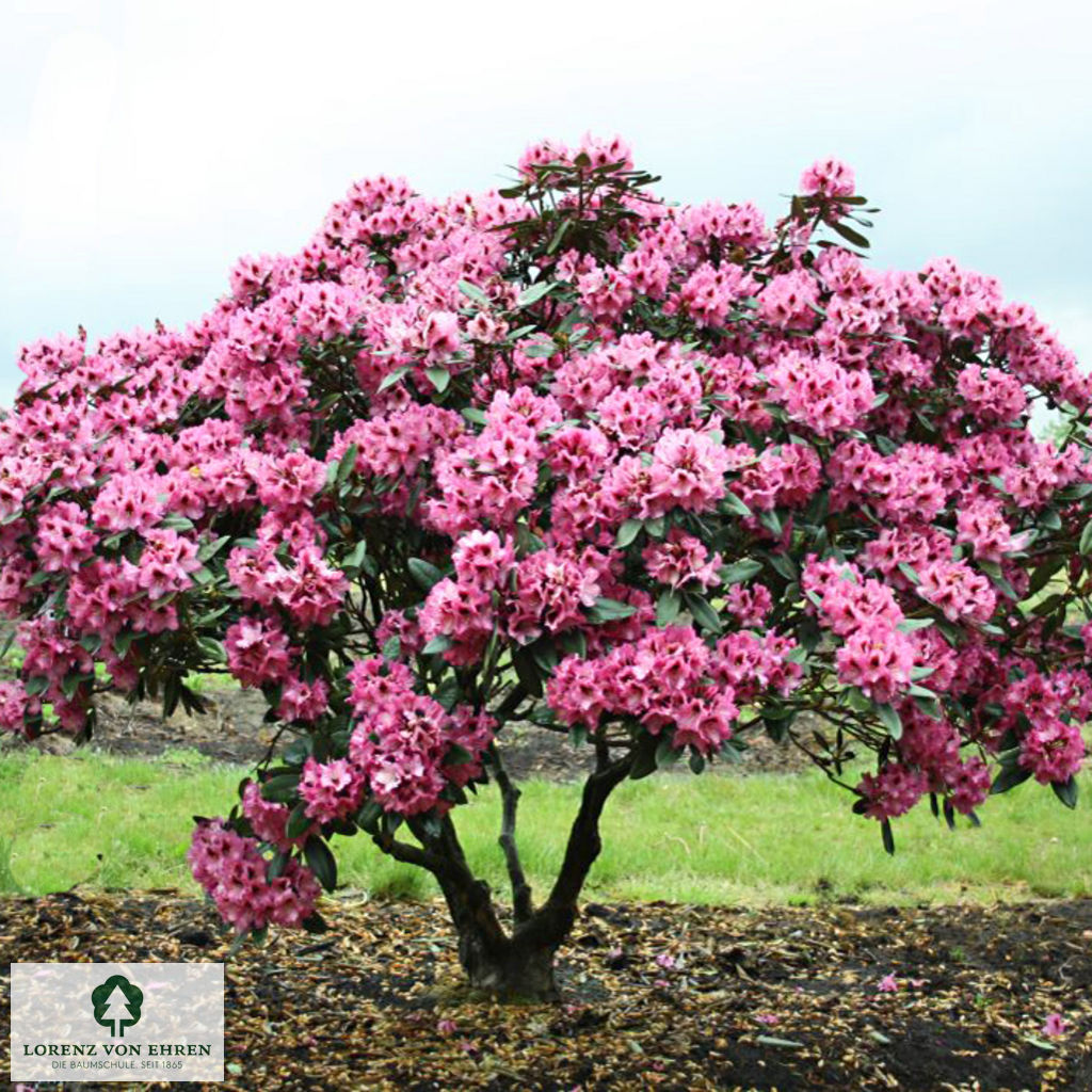 Rhododendron Hybride 'Kokardia'