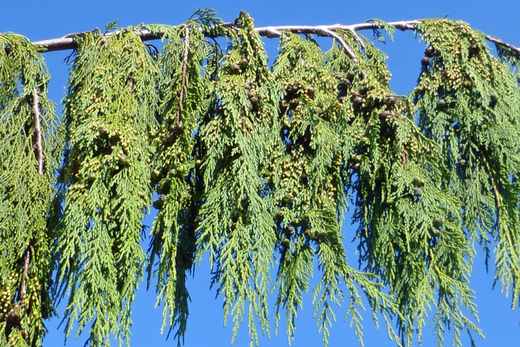 Chamaecyparis nootkatensis Pendula mit Schuppen hängend