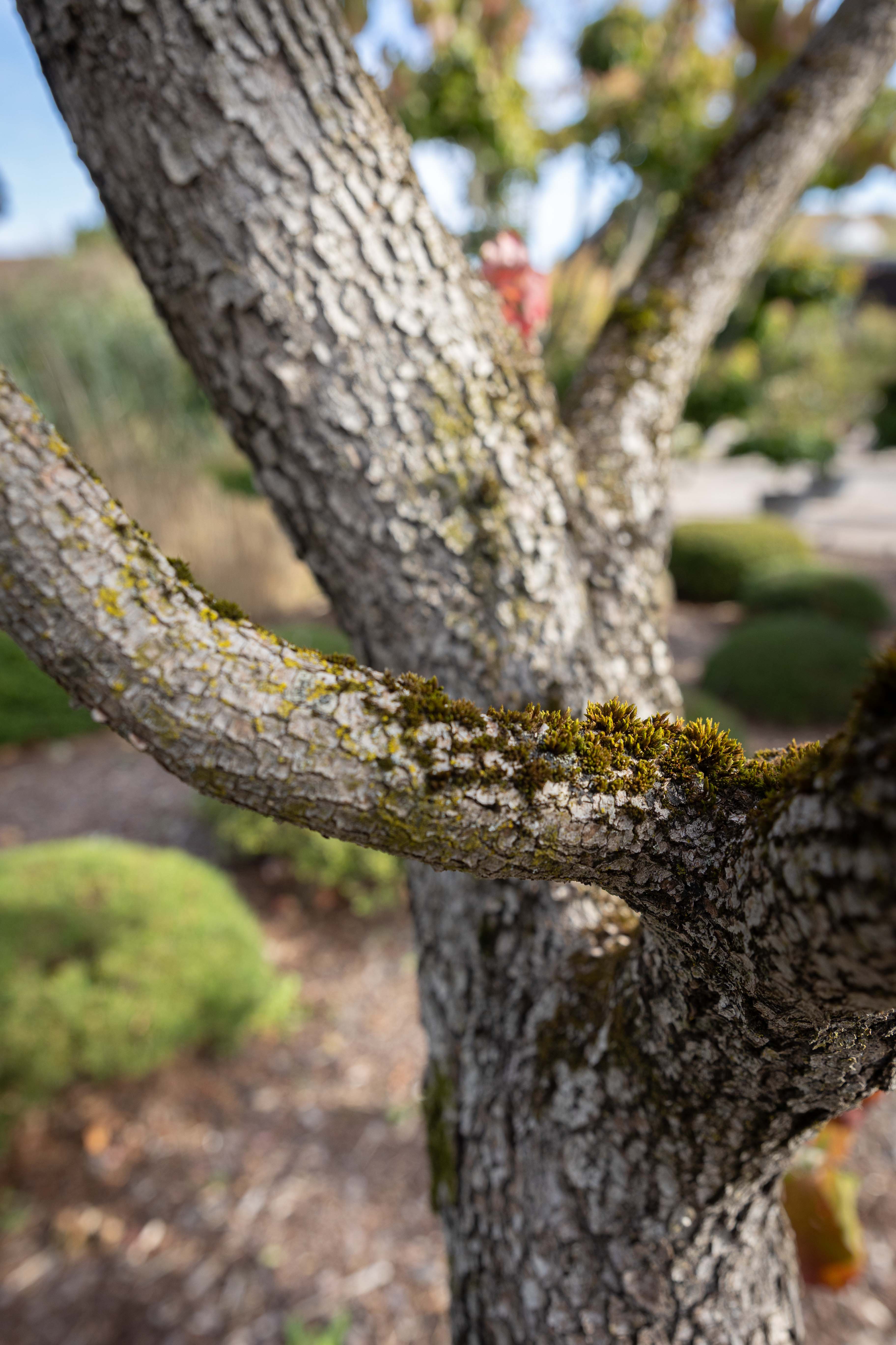 Cornus florida Unikat