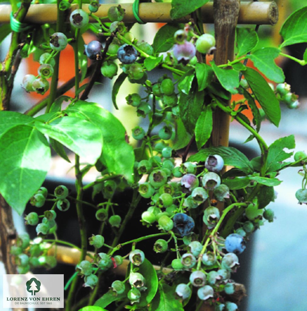 Vaccinium corymbosum