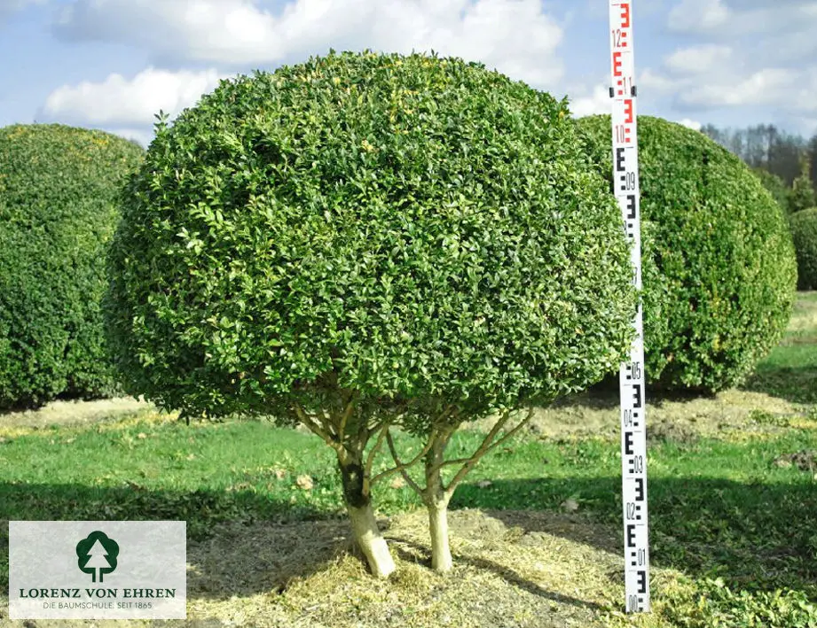  Buxus sempervirens arborescens Hoher Buchsbaum Halbkugel auf Stamm