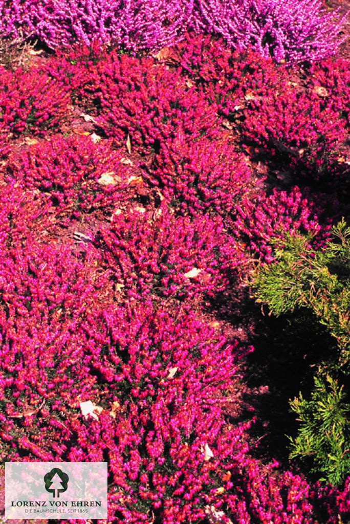 Erica carnea 'Winter Rubin'