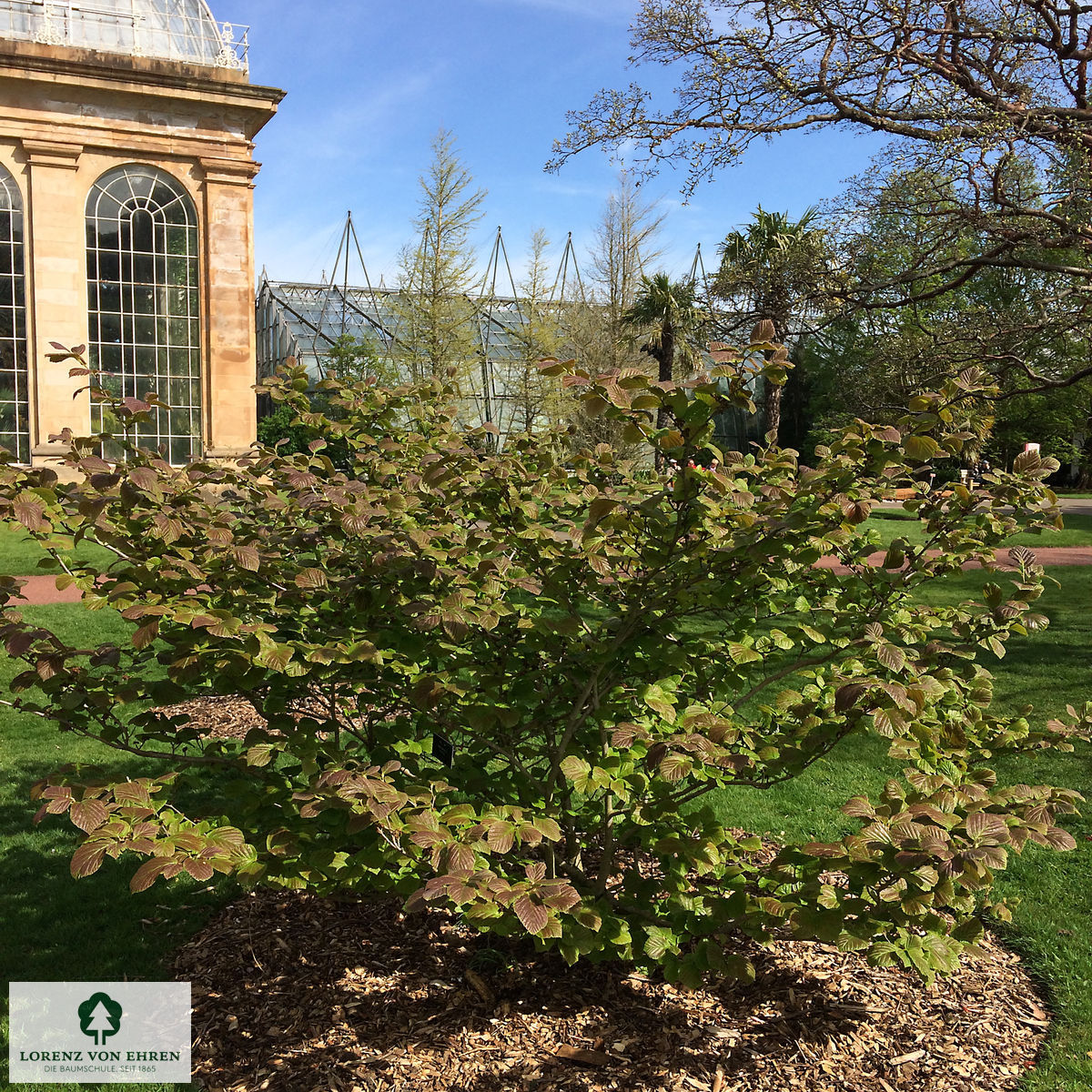 Hamamelis mollis