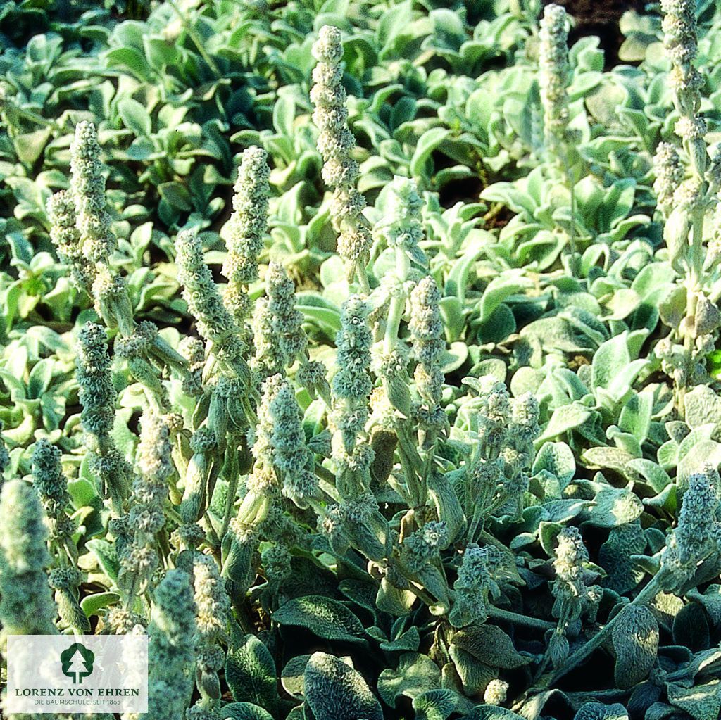 Stachys byzantina 'Silver Carpet'